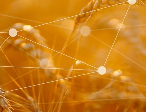 Cerealicoltura bio a zero emissioni: ecco come il monitoraggio da remoto aiuta l’ambiente