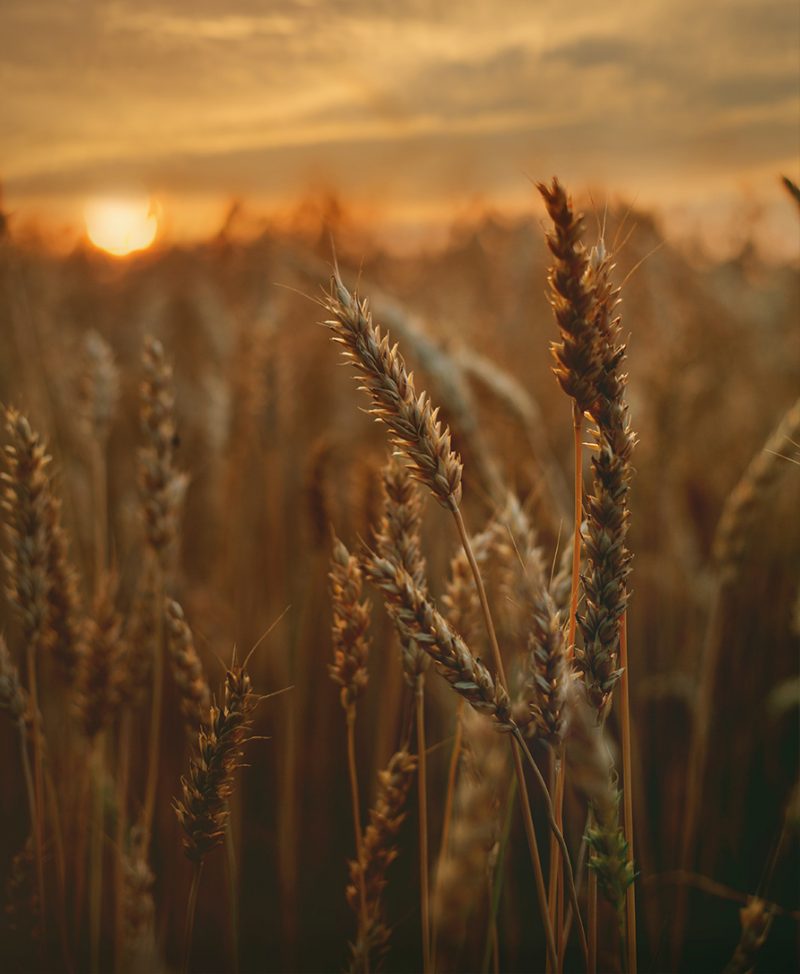 Home - Aiab Veneto Agricoltura Biologica