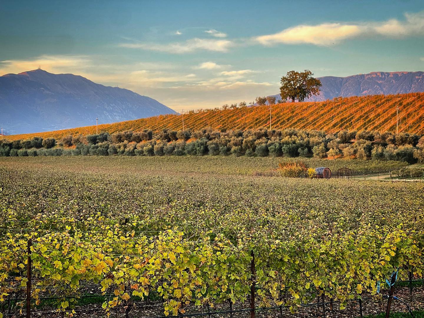 Aiab Veneto Antica Quercia