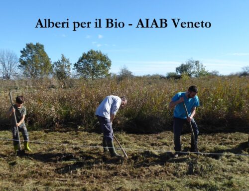 AIAB Veneto continua il progetto “Alberi per il Bio” – AIUTACI A PIANTARE ALBERI!